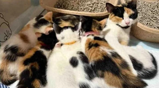 圣诞将至，流浪猫妈妈带六只小猫求助