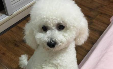 女子花近3万购买两只比熊犬，在短期内死亡和患病