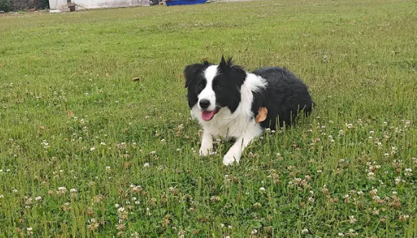 边牧当街被抢，车主死磕40公里，逼得偷狗贼主动送回