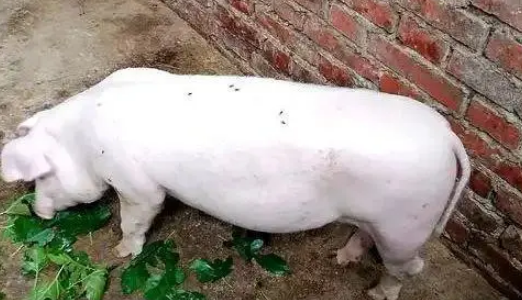 猪狗被困10天，猪饿出马甲线，拉布拉多却胖出啤酒肚