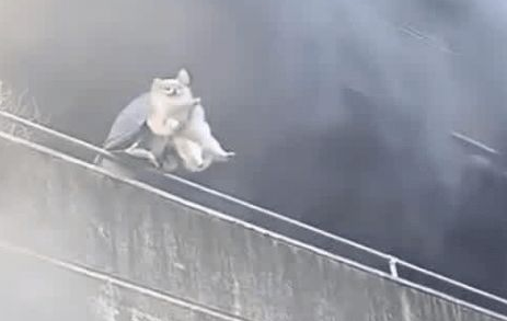 工厂陷火海生死一线，菲女先救两爱犬再逃生