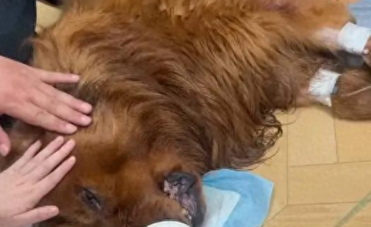 女子称自养宠物狗被宠物店遗忘在烘干箱后死亡，店方：已协商一致