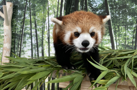 沉浸式小熊猫体验馆！暑期成极地公园又一顶流明星