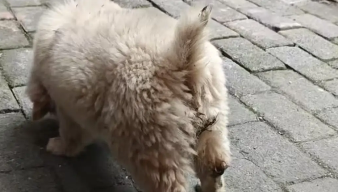 土松犬刚满月就失去妈妈，还就被拔光牙齿打歪头