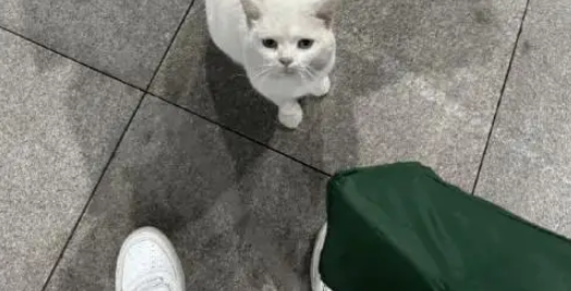 因坐高铁不能带猫，被主人遗弃小猫一直在同个位置等