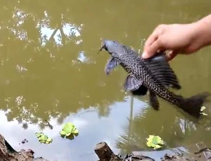 小伙钓鱼发现黑色怪鱼，抓起看后顿时吓得赶紧放生 