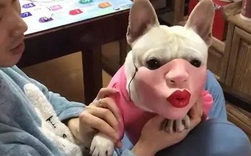 主人给狗带上嘴套，当狗抬起头的那刻，网友们纷纷笑喷