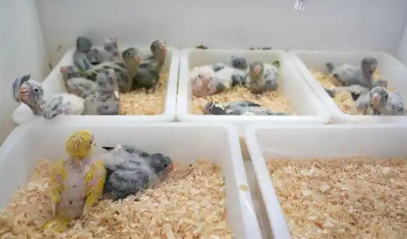 小鹦鹉变身“致富鸟” 年产值超25亿元