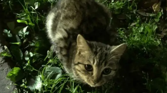 第一次遇见颜值超高超粘人的流浪猫，小姐姐犹豫要不要收养它