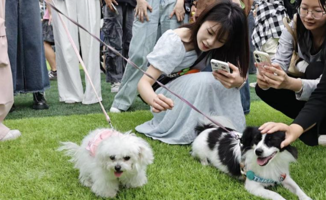 青岛肆喜顽恣宠物嘉年华：七千平海滨萌宠盛会