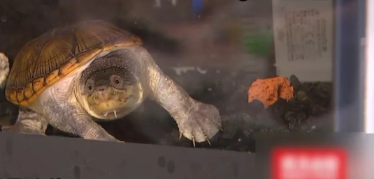 闲鱼交易一只乌龟后，看到买家发来的东西，卖家急忙报警