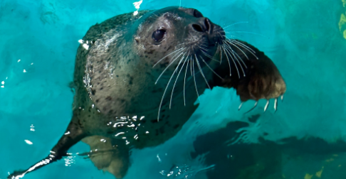 哈萨克斯坦里海沿岸发现百余只死亡海豹