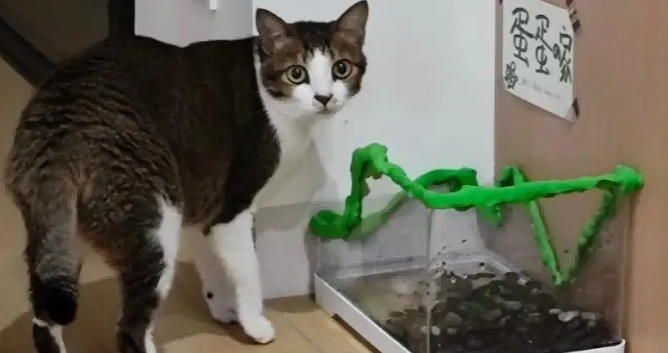 爸爸吐槽猫不会抓老鼠，结果……被猫“报复”