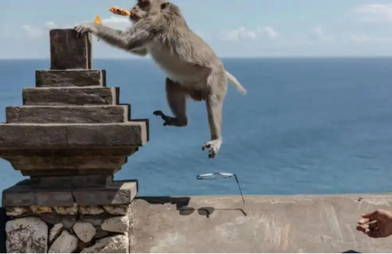 巴厘岛上猴子光天化日抢游客手机、钱包~