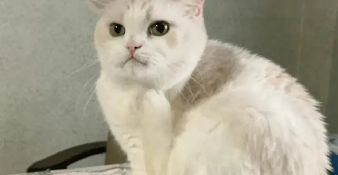 男子养猫遭爸爸强烈反对，要把猫关笼子里一辈子！一年后画风全变