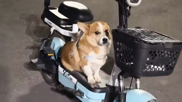 男子遛狗，狗子跑了，结果狗子在自家电动车上坐着