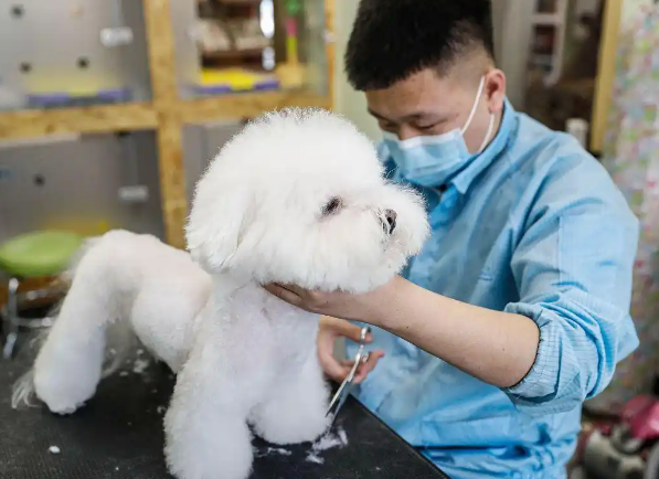 揭秘2025年英国宠物消费热潮：食品和护理需求激增背后的故事