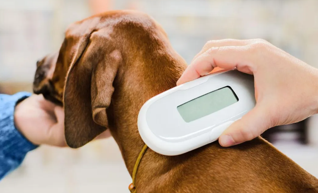 从身份标识到智慧互联：宠物芯片如何重塑我们与毛孩的未来