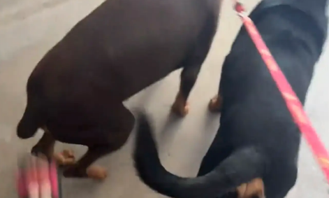 女子拉住了俩爆冲的狗子并给了狗子几脚，给杜宾踹成迎宾了