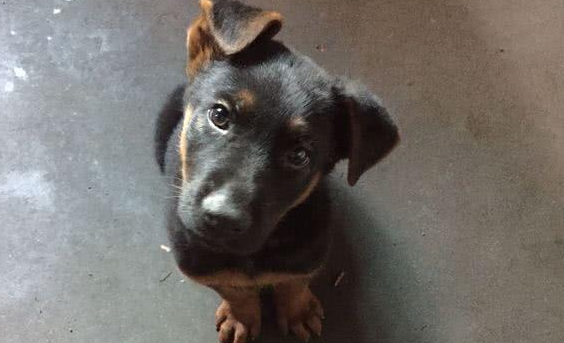 饭香味引到家里的流浪小黑狗，女孩：把小可怜虫留下行吗？ 