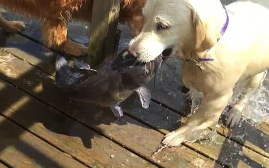 会抓鱼的狗狗咬着新猎物跑来跟主人炫耀，网友笑疯