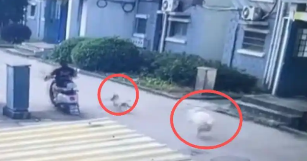 孕妇骑车被三只狗追咬，打狂犬疫苗后胎儿停止发育