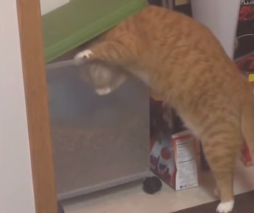 橘猫趁人不备偷猫粮，网友：终于知道你为啥这么胖了