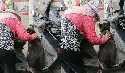 老人爱狗如命，子女这个举动引来父亲的愤怒，最后结局却感动网友