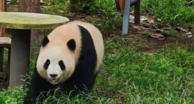 为闻邻居气味，大熊猫渝可屡次抗议，动物园暖心拆墙成全