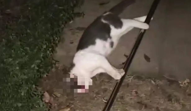 小区网捕流浪猫致幼猫死亡引争议