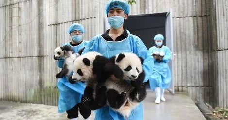 熊猫宝宝耍赖让饲养员背，一个不小心摔了下来：敢摔本国宝？ 