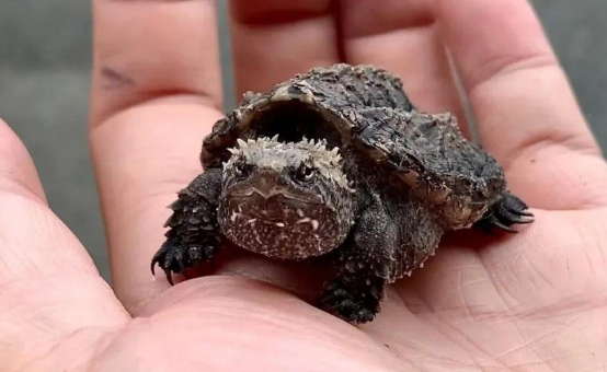 “异宠”可以宠 但不能随意宠