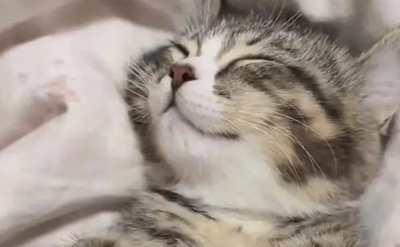 男子在暴雨天捡回一只流浪小猫，养了两个月小猫变得越来越可爱