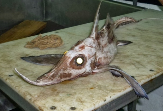 男子钓到一条怪鱼，仔细一看吓的两腿发软站不住！ 