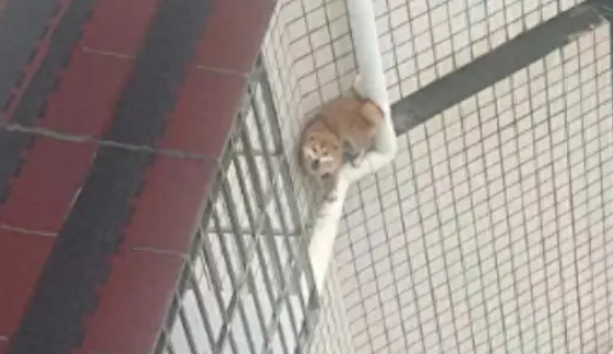 狗狗从窗户跳出去，竟跑到了7楼的外墙管道上