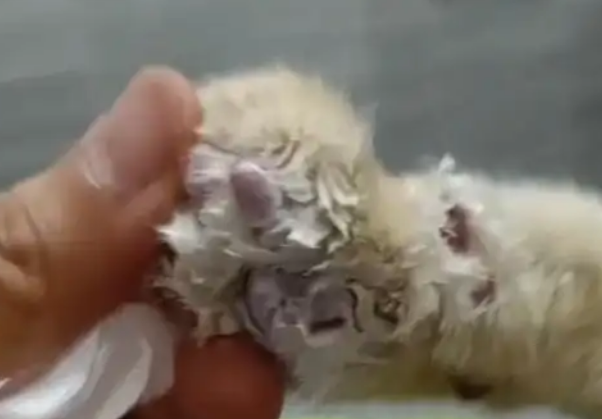 凌晨病情突然恶化，网红猫咪“五一”已确认死亡