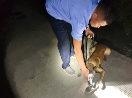 广西灌阳：警犬深夜循迹出击成功寻回走失男子