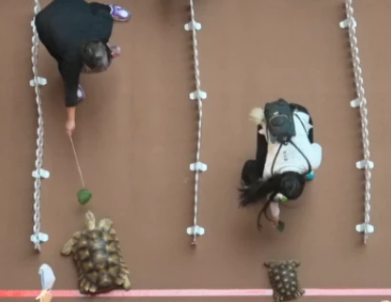 台南寵物展最低3折！2025台南夏季寵物展買一送一