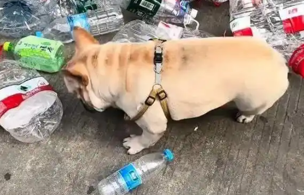 5岁小狗沉迷捡瓶子，每天早中晚捡3次，五年攒下1万多元！