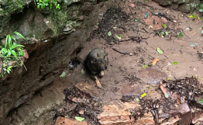 邢台大峡谷景区成功救援两只被困小狗