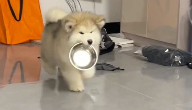 狗子叼着盆到处晃悠，最后主人才发现狗子是渴了