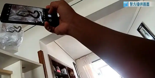 昆明一对夫妻旅行回家，发现多条蛇爬满客厅……