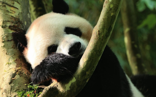 大熊猫“芝士”“芝麻”北上落户哈尔滨太阳岛