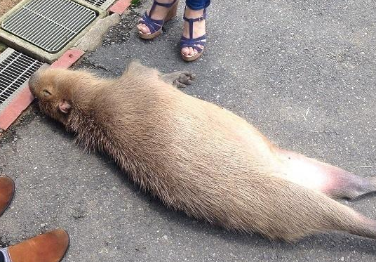 游客散步撞见水豚昏倒在路边，凑近一看却瞬间定格