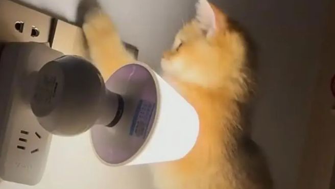 爸爸吐槽猫不会抓老鼠，结果……被猫“报复”