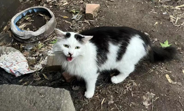 墓地旁的永恒守候，流浪猫承担 “守墓人” 的角色