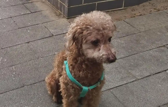 “撸猫撸狗”背后：宠物经济爆发下的“必要升级”之痛