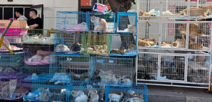 “星期宠”传言下的辽宁宠物市场：有商家人为致动物变形