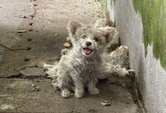 揪心！宠物遗弃现象频发，那些被抛弃的毛孩子何去何从？ 