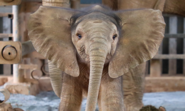 攻克非洲象繁育难题，三头象宝宝在上海野生动物园诞生